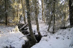 Talvisen metsän läpi virtaa luonnontilainen puro. 