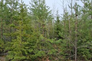 Hirvien vaurioittamia mäntyjä ja koivu