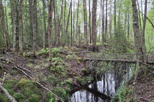 suometsää
