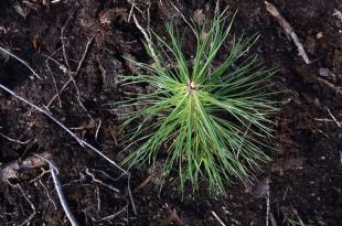 Pieni männyntaimi maassa.