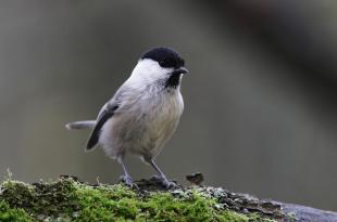 Hömötiainen seisoo sammaleella