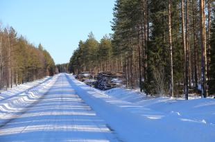 Luminen metsätie, jonka varressa on puupinoja. 