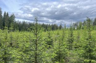 Kuusitaimikkoa.