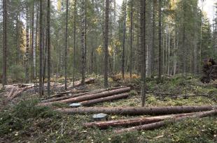 Kaadettuja puita maassa metsässä.