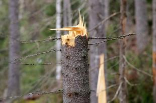 Myrskyssä katkennut puu
