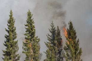 Tuli on levinnyt kuusten latvoihin latvapaloksi. Ympärillä on paljon savua. 