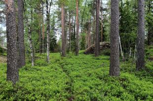 Kesäistä vihreää metsää.