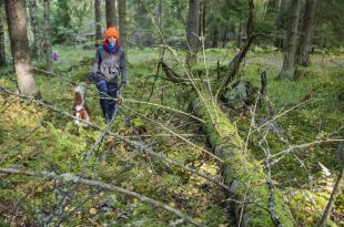 Koira ja lapsi kävelemässä metsässä suuren lahopuurungon vieressä.