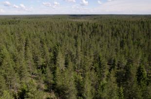 Ilmakuva kuusimetsästä.