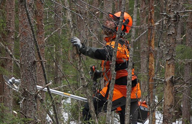 Metsuri poistaa metsästä pienimpiä puita ennen harvennushakkuuta.