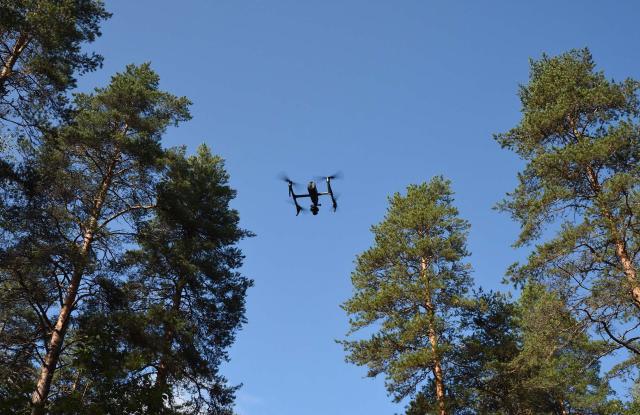 Drone lentämässä mäntymetsän yläpuolella. 