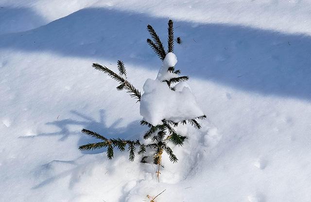 Kuusentaimi lumessa