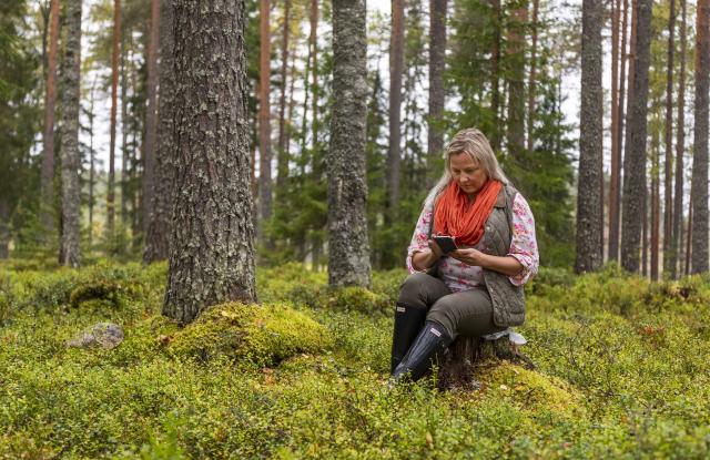 Henkilö tutkii matkapuhelinta metsässä kannolla istuen.