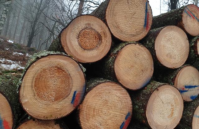 Kaadettuja puunrunkoja pinossa talvisessa metsässä.