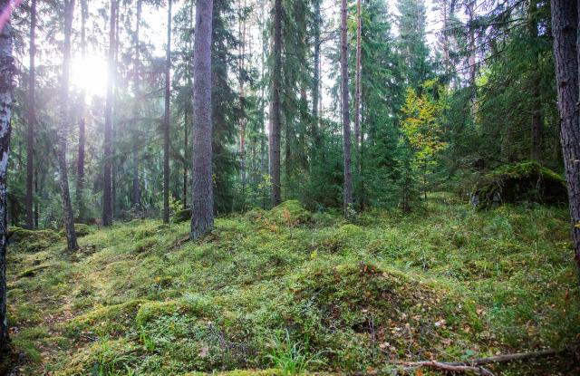 Syksyinen metsä, jossa aurinko paistaa puiden välistä.