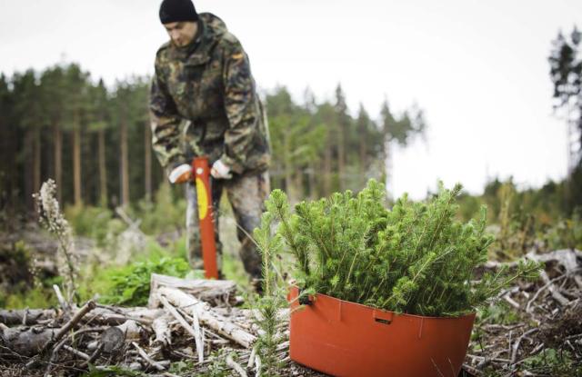 Mies uudistusalalla taimien kanssa.