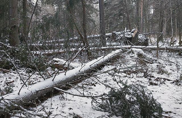 Hannes-myrskyssä kaatuneita puita.