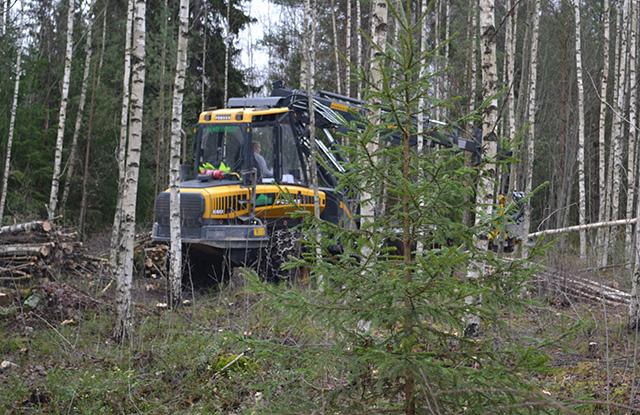 Metsäkone kunnostaa nuorta metsää.
