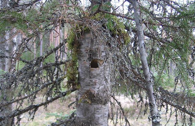 Pökkelöpönttö oksien suojassa.