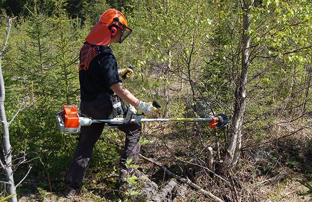 En man röjer plantbeståndet med en röjsåg på sommaren.