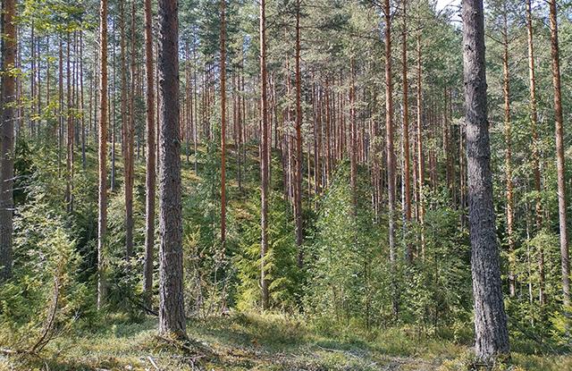 Mäntymetsää rinteessä.