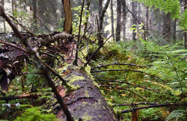 lahopuuta metsässä
