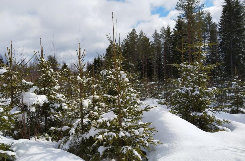 Snöiga granplantor av julgransstorlek i ekonomiskog.