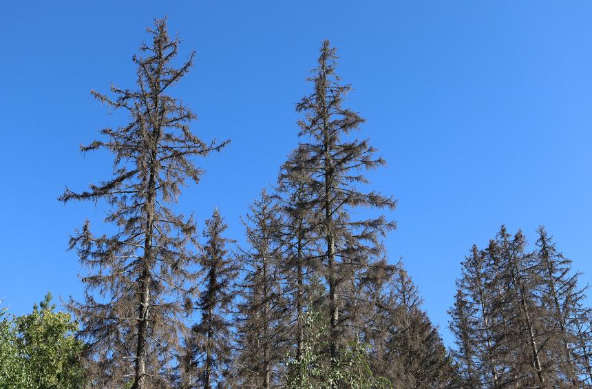 Kirjanpainatuhoja kuusikossa
