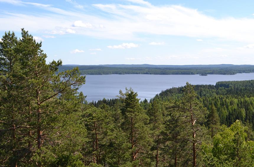 Utsikt från en höjd över en tallskog mot en sjö.