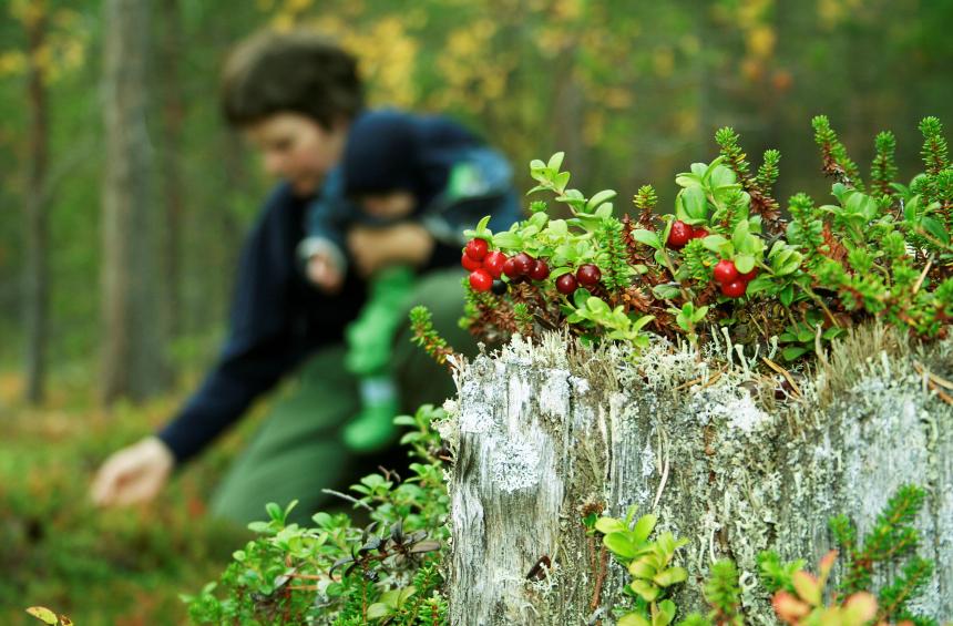Etualalla näkyy puolukoita metsässä, taka-alalla sumeampana aikuinen ja lapsi poimimassa marjoja.