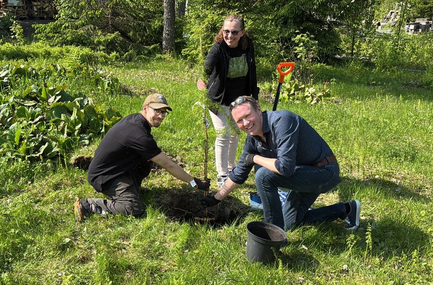 Roope Tonteri, Riitta Torikka och Ilpo Rautio planterar ett pristräd.
