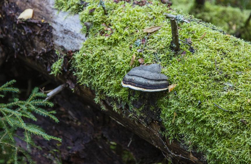 Död ved täckt av mossa och en ticka.