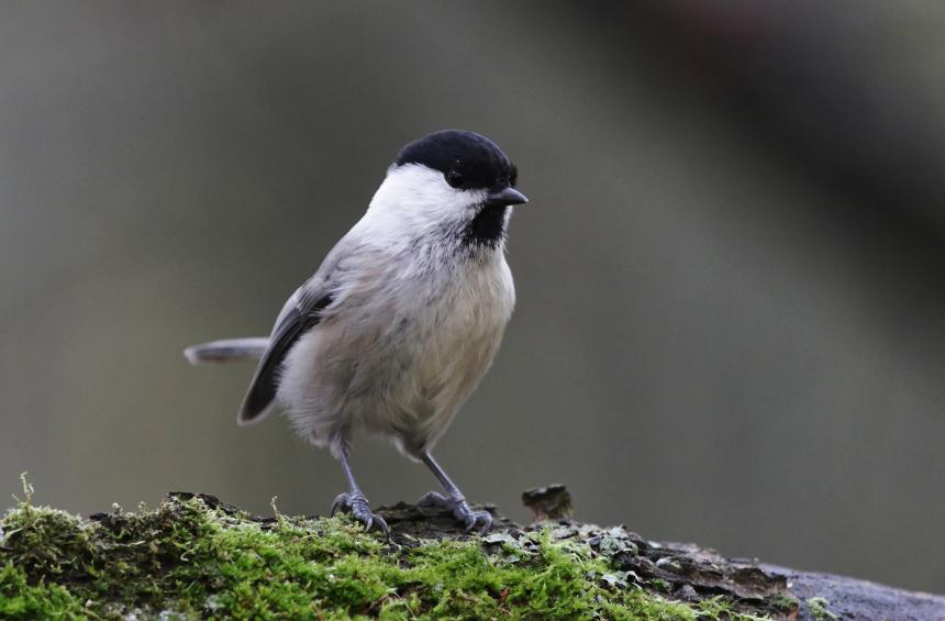 Hömötiainen seisoo sammaleella