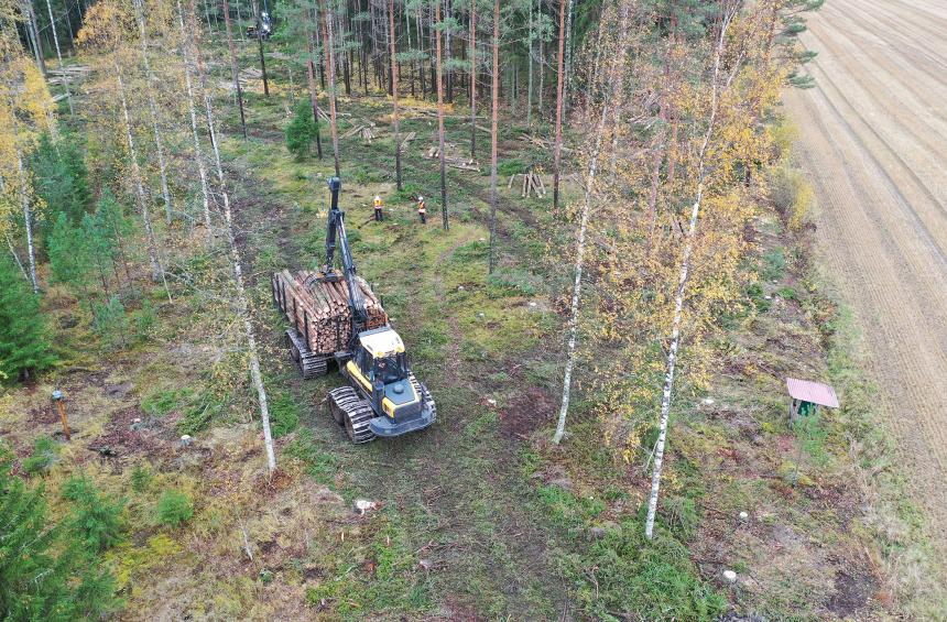 Skogsavverkning i skogen.