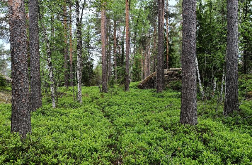 Kesäistä vihreää metsää.